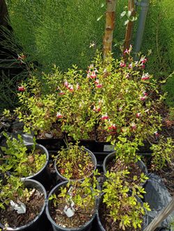 PLANT SALE