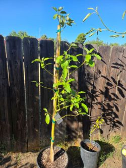 Mexicola avocad tree