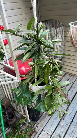 Large hoya plant