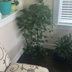 2 Very Healthy Pothos Plants