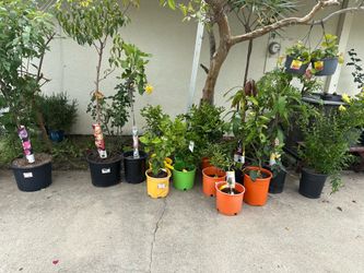 FRUITING CITRUS TREES