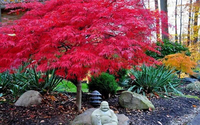 Red Dragon Japanese laceleaf weeping maple trees