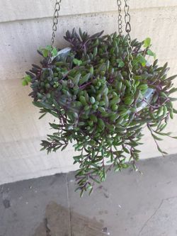 Ruby Necklace Hanging Plant