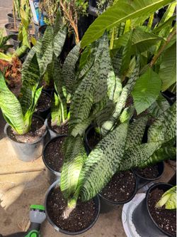 Snake plant