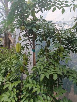 arboles de carambolas con frutas 20 galones 