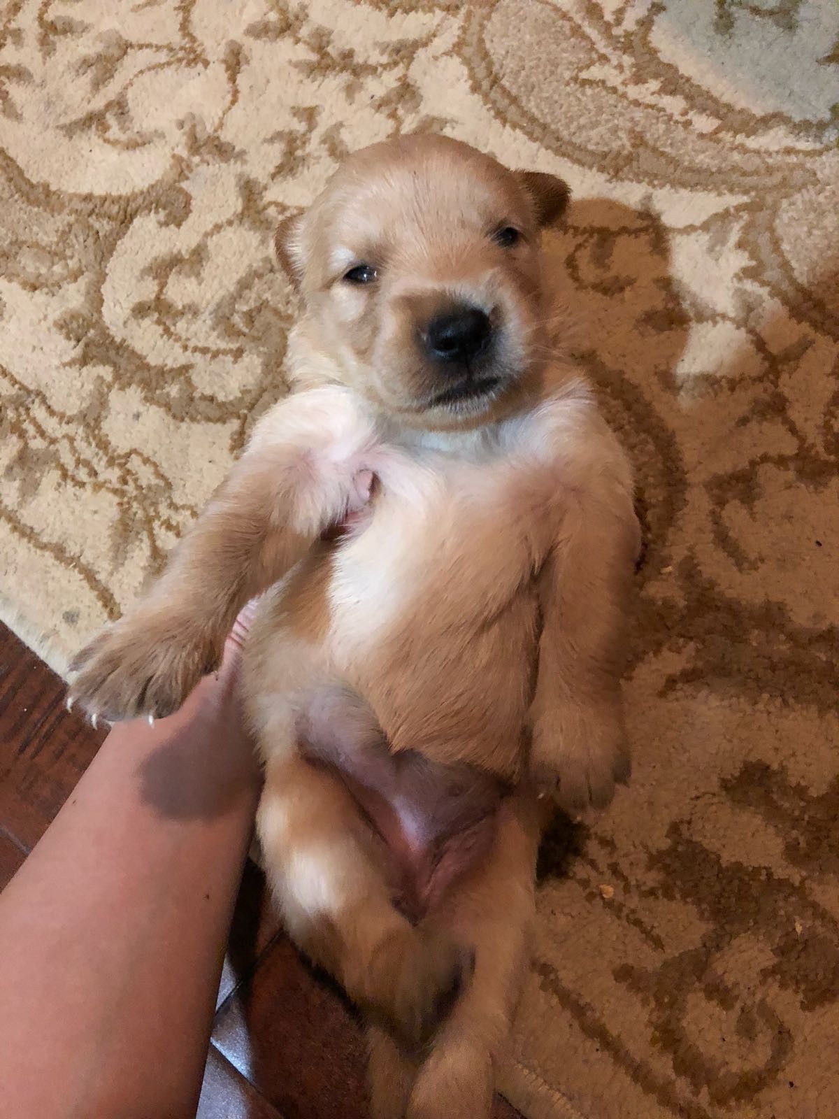 Golden retriever puppies