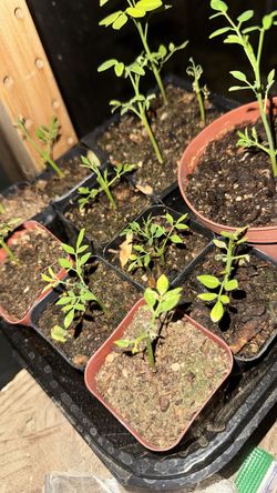 Moringa seedlings