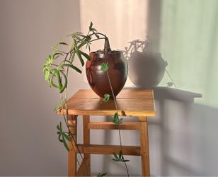 Indoor Plant (Cissus tuberosa)