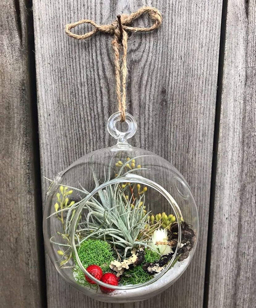 Air Plant Terrarium Ornament