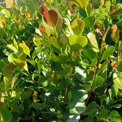 🪴🪴 COCOPLUM PRIVACY HEDGE PLANTS 3gl $6