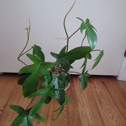 Philodendron 'Florida', 6"pot