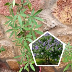 Plants
