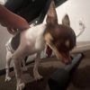 YukiCos🐕