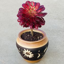 Succulents plants 🪴 （Aeonium Lina)