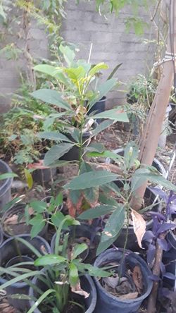 Avocado tree