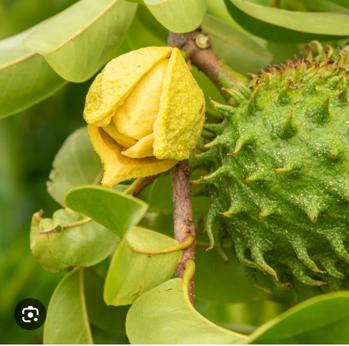 Soursop Tree With Flower 6ft Big Tree