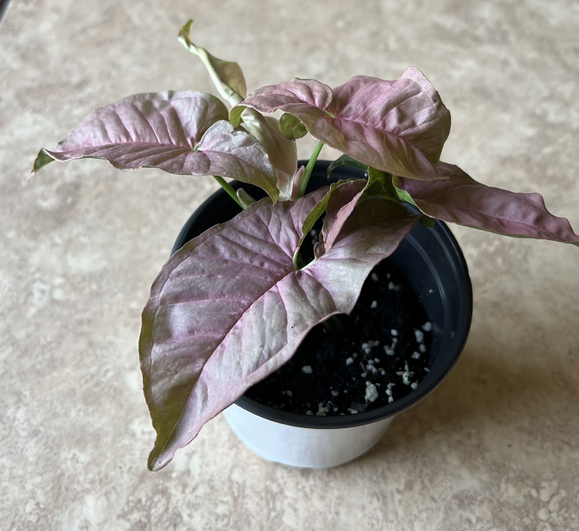 Pink Syngonium plant 