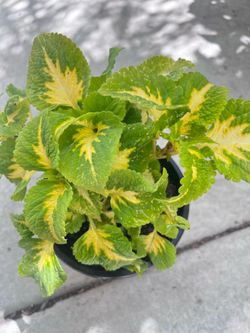 Green Halo Coleus Plant