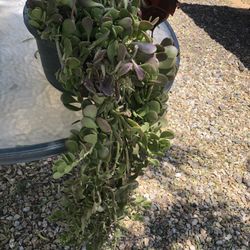 Hanging Plant