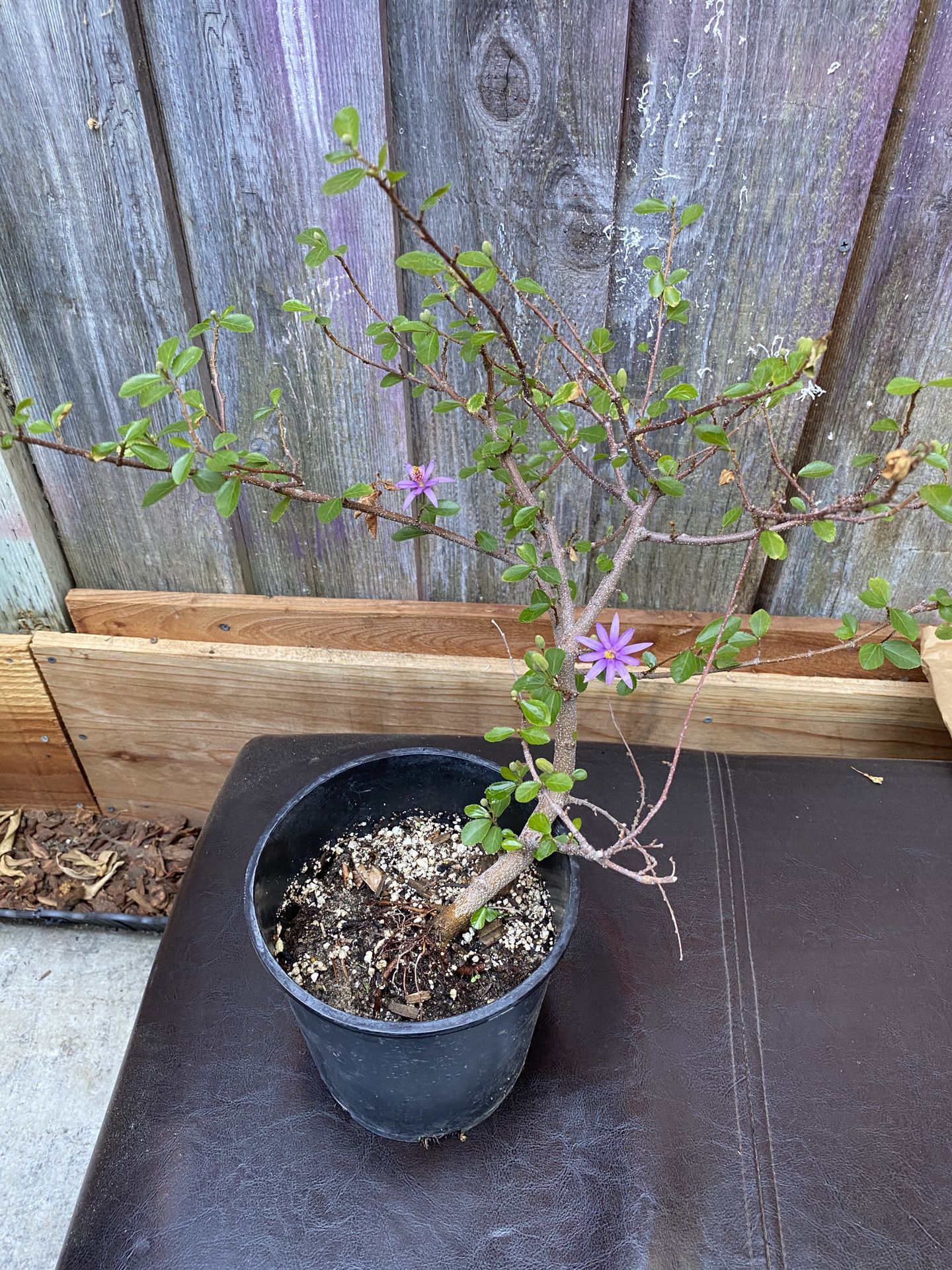 Selling 9 “Purple Flower Plants $15 EACH!!