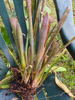 Bromeliads cluster