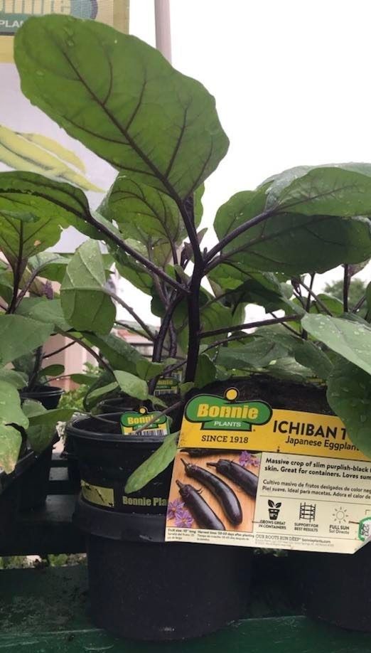 3X 1gallon Ichiban Eggplant Seedling Plants Ready To Produce