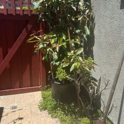 Java Plum aka Duhat, Lumboy