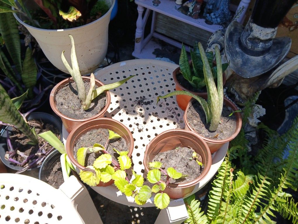 Aloe Vera And Chinese Money Plant $2 Each