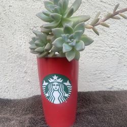 Succulent Plant In A Red Starbucks Cup Mug ..