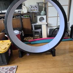 Cat Wheel