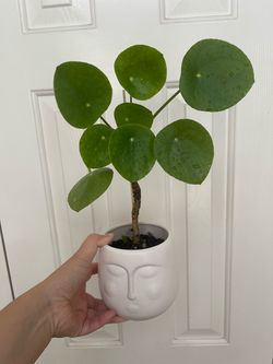 Pilea plant with pot