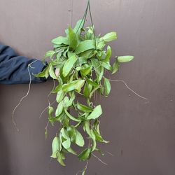 6” hoya rigida XL