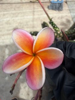 Cutting plumeria