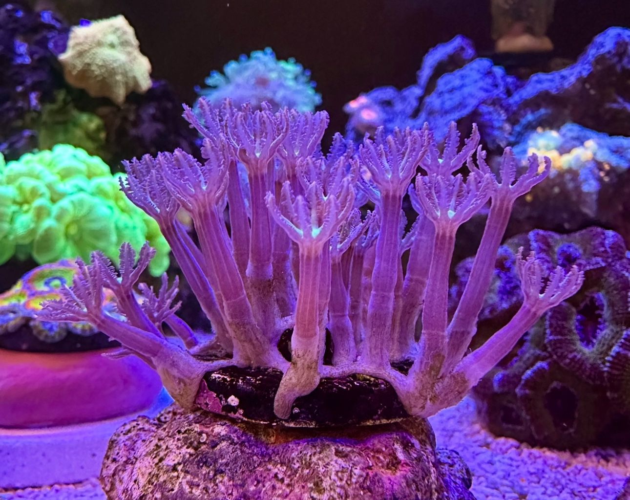 Orange-tipped Clove Polyps (Fake Coral)