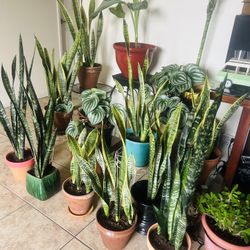 Plants For Sale 20 Each