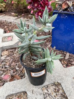 Crassula Tenelli