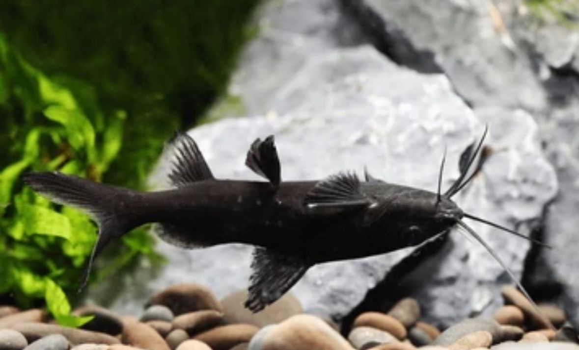 Fish Tank