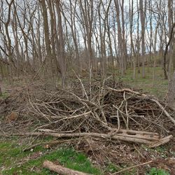 Free Wood