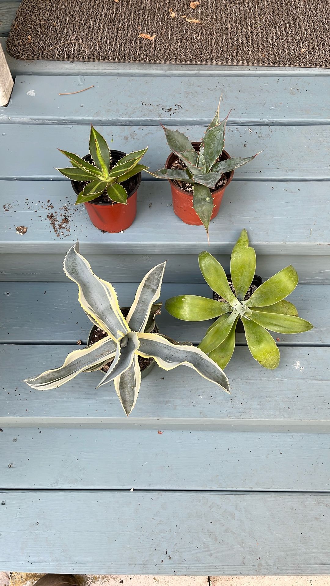 Small Agaves.  Gypsophilia, Attenuatta, Lopantha, Parrassana
