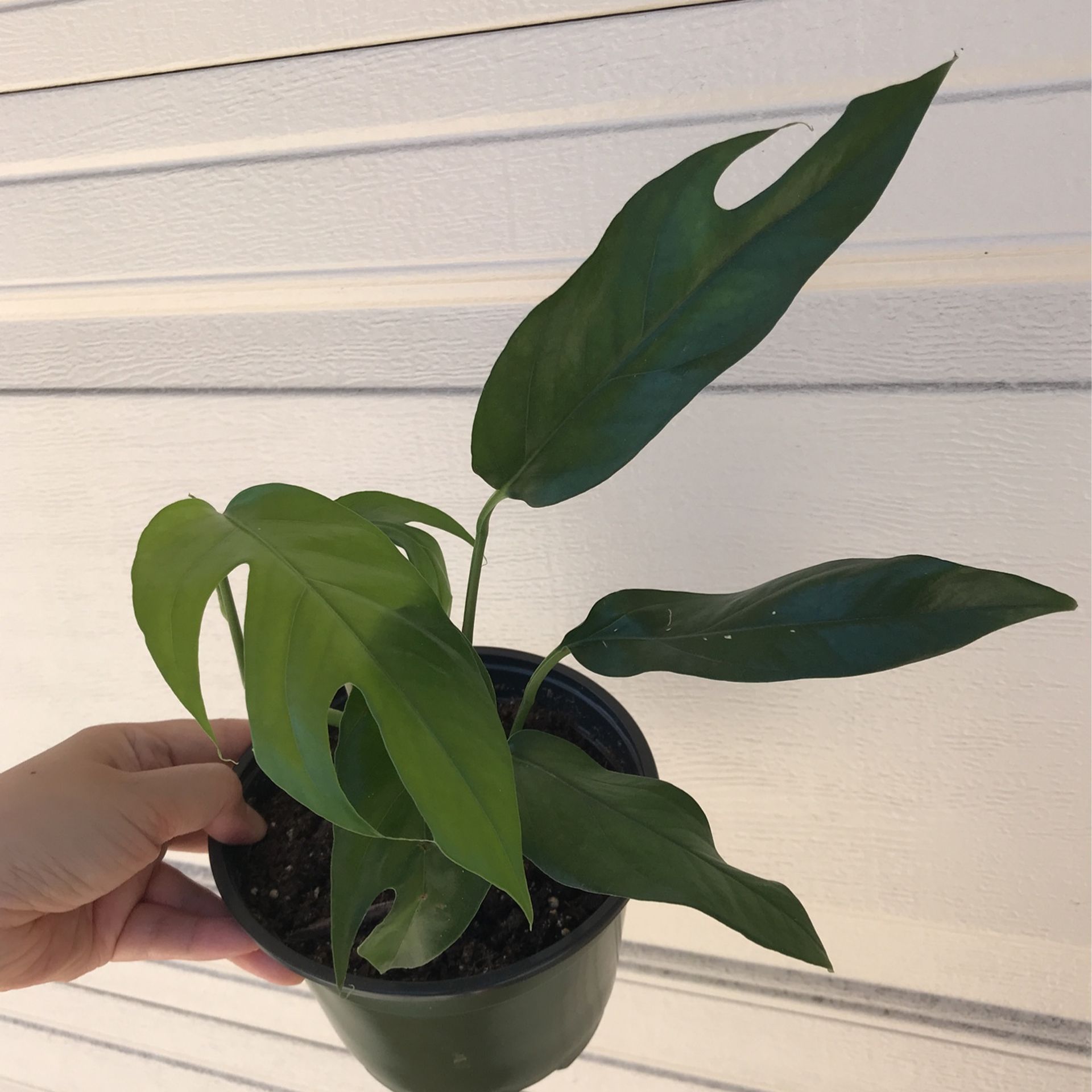 Beautiful Baltic Blue Pothos Plant 6 Pot