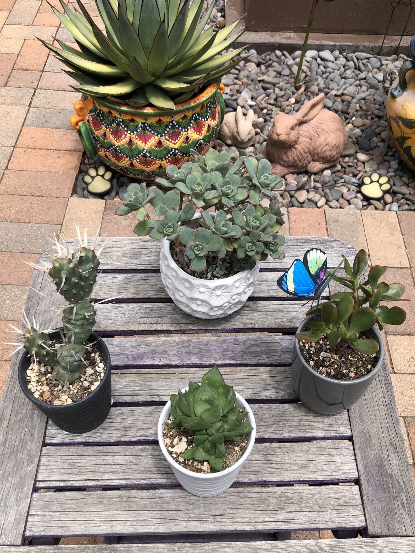 A Variety Of Succulent Plants In Ceramic Pots