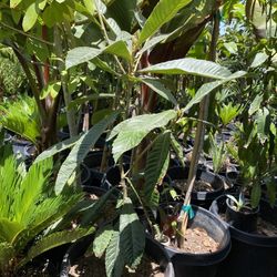 loquat tree