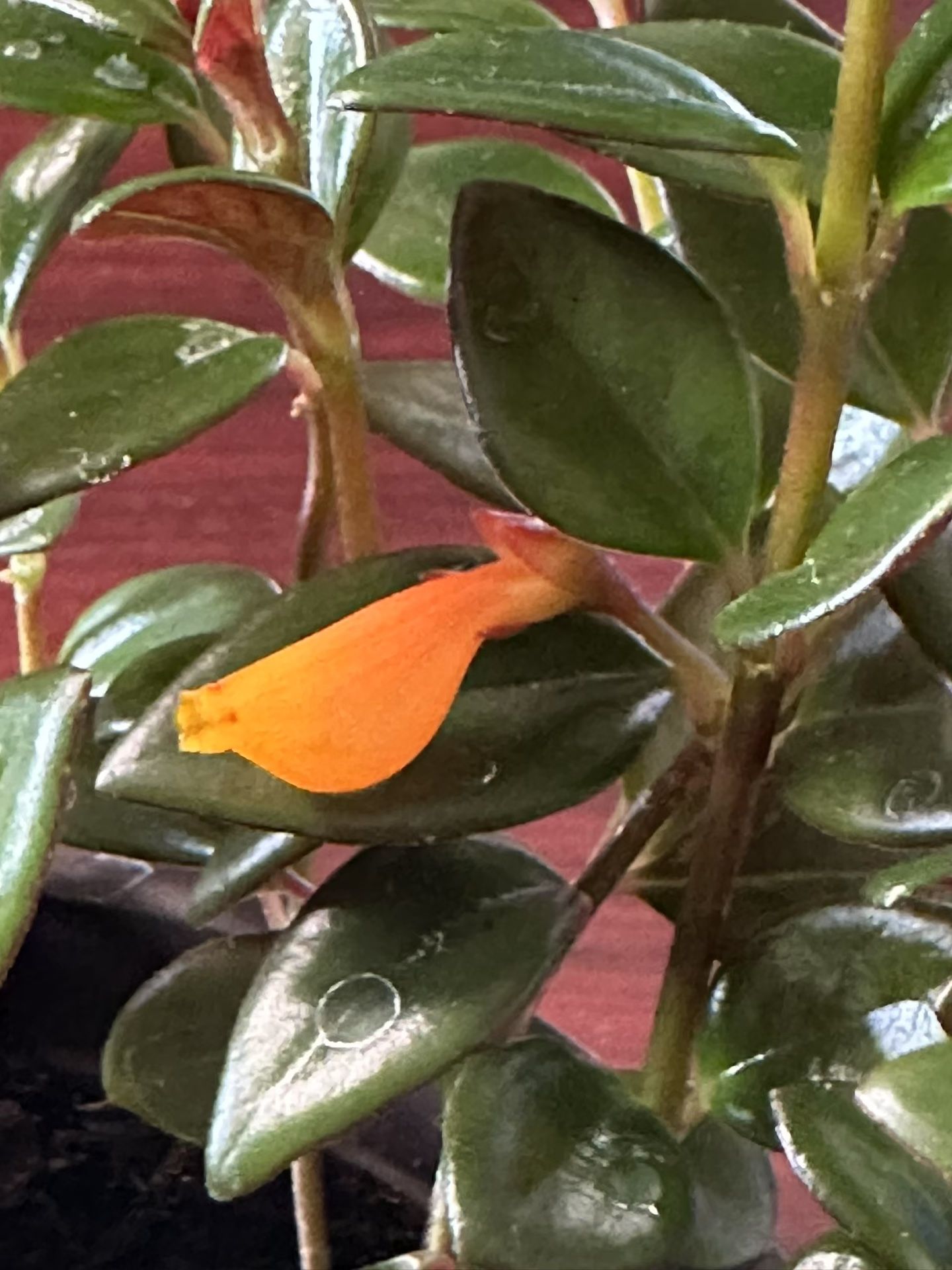 Blooming Goldfish Plant in a 6" basket pot - Ornamental Goldfish Live Plant