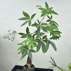 Table Top Live Plant Available