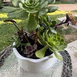 Large Beautiful Succulent 
