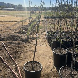 15 Gallon Apple Tree