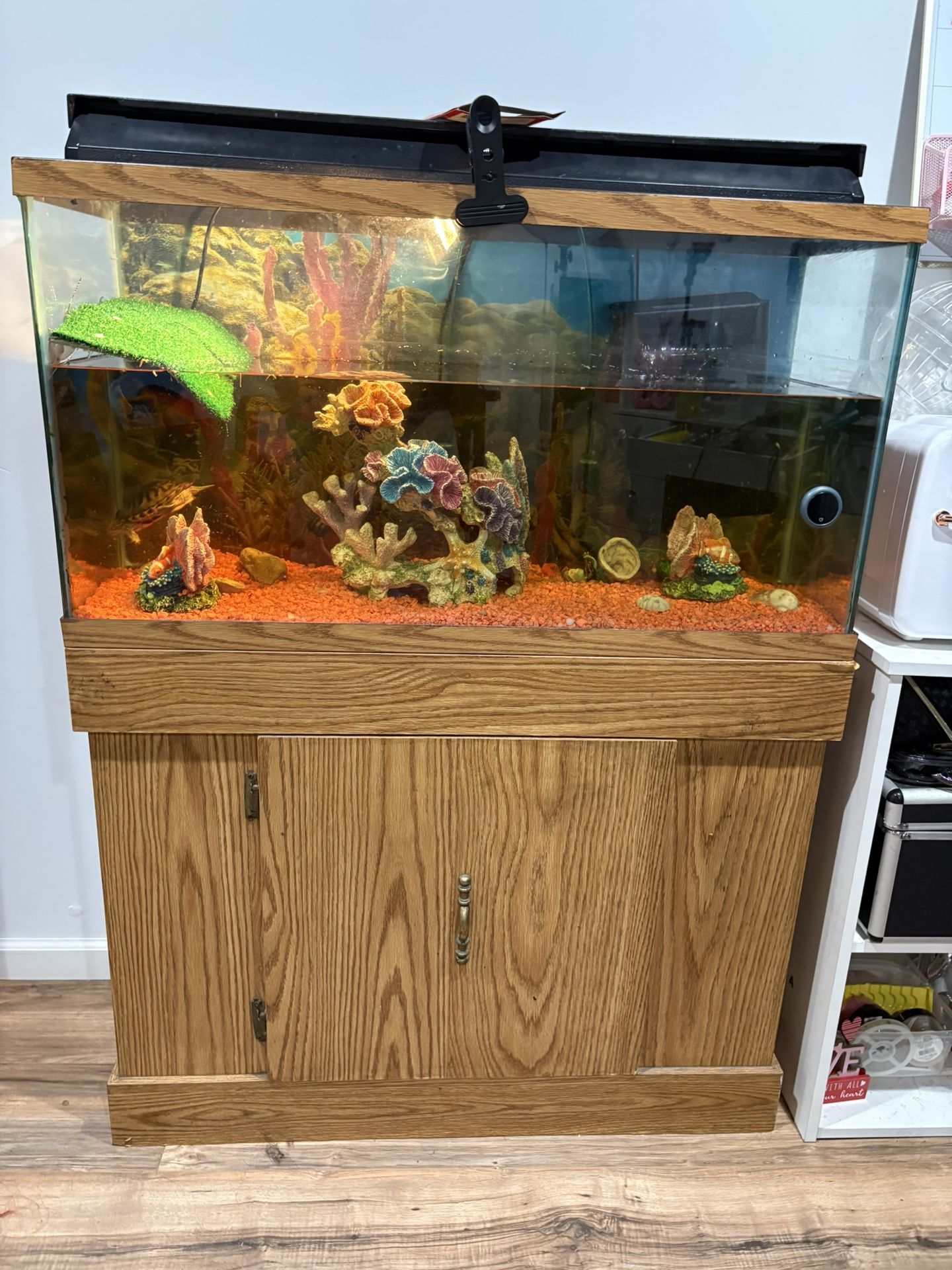 30-40 Gallons Tank 2 Turtles Included
