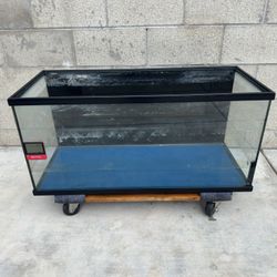 Fish Tank