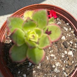 KIWI SUCCULENTS PLANTS 