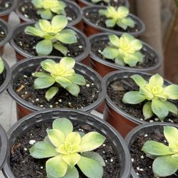 Succulents Plants 4”pot